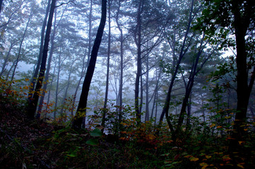 The Fantastic and Mysterious tyndall effect sunlight come down at autumn forest.