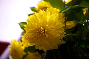 The beautiful Dahlia pinnata flower.
