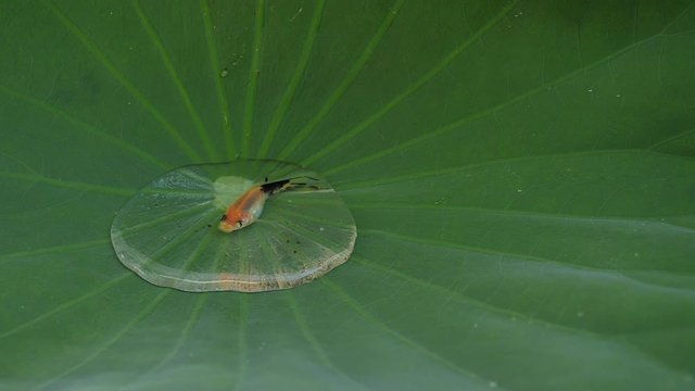 orange molly fish in water drop on green lotus leaf after raining raindrop come to big bubble