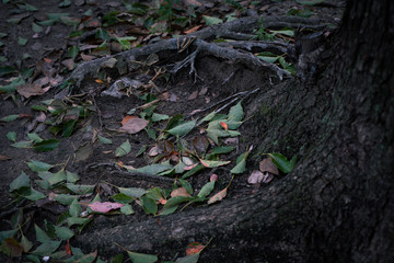 公園の落ち葉