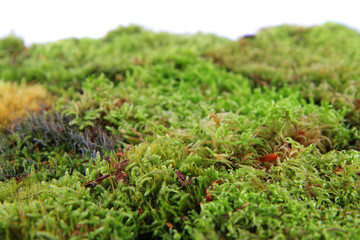 green moss texture