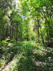 path in the forest