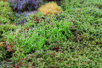 green moss texture