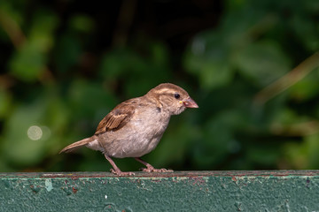 House Sparrow (Passer domesticus ) in natural background
