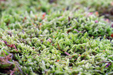 green moss texture