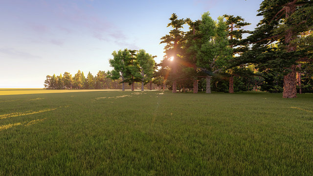 Sunrise in the park field surrounded by trees