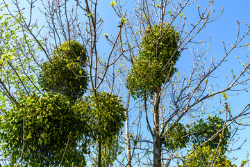 Balls of the mistletoe on branches of tree