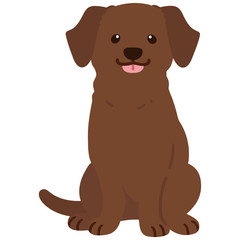 Flat colored chocolate Labrador sitting front view
