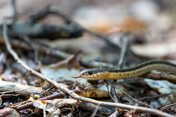 Eastern Garter Snake crawling on forest floor leaflitter with tongue showing close up