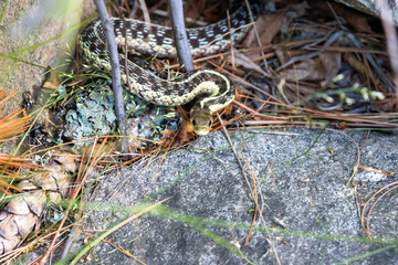 Eastern Garter Snake basking on rocky outcrop wide shot