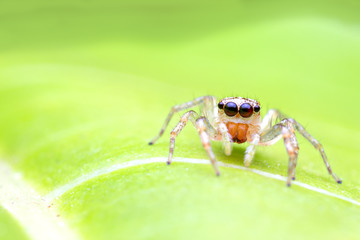 macro image of jumping spider. macro mode close up shot animal and insect.