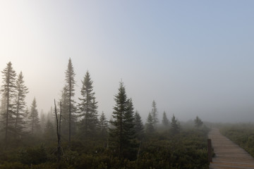 Early morning foggy spruce forest landscape 