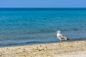 Sea gull on sandy beach at seaside