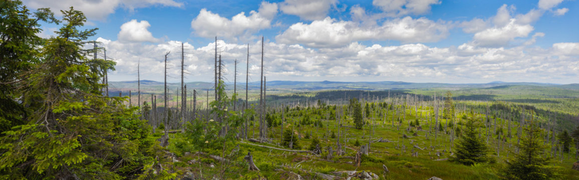 Bare trees in  a new recovering forest with the panoramic view from the Great Rachel, to the Sumava Nature Park in the Czeck Republic