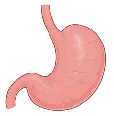 Human stomach illustration