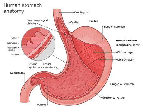 Stomach anatomy illustration. External and internal structure of the stomach. Stomach layers anatomy. 