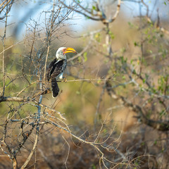 Two Southern yellow-billed Hornbill bird, sitting on branches in African landscape