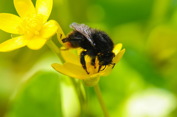 Yellow, cute, fuzzy bumblebee pollinating a yellow flower in a botanical garden.. environment and ecology