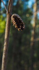 Pomme de pin attachée à une branche de pin, au bord d'un lac