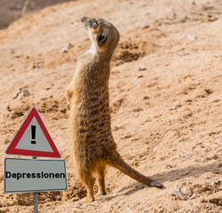 Schild Depressionen Erdmännchen