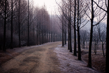 The winter forest road at dawn.