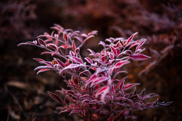 Naklejka premium Rime frozen color leaves and flower