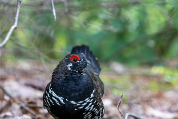 Male Spruce Grouse in spruce forest undergrowth