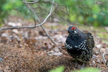 Male Spruce Grouse in spruce forest undergrowth