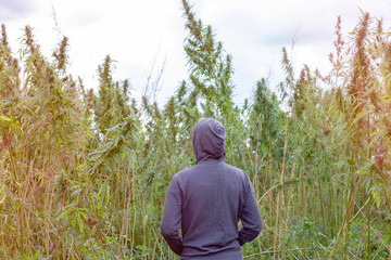 Man in a hoodie at the cannabis plantation. Marijuana field in sunlight