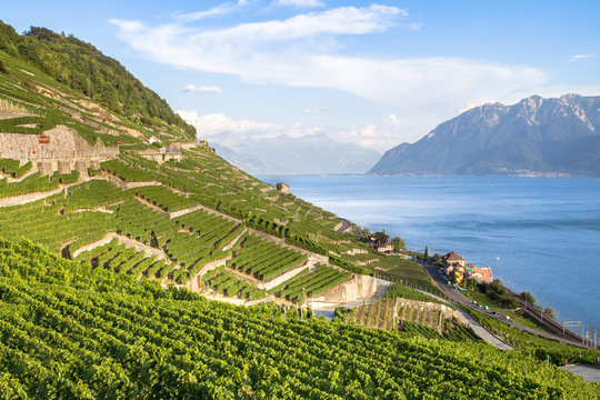 Vineyards in Lavaux region, Switzerland