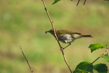Common chaffinch (phulloscopus collybita) small bird eating a worm sitting on a vertical vine plant
