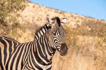 A zebra on safari in South Africa. © Jason