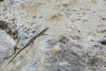 lizard basking on a stone