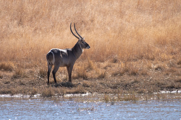 A male waterbuck next to a water hole.