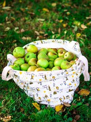 basket of apples