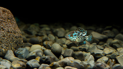 Cichlid Blue Dempsey in aquarium. This fish also carries the name:Electric Blue Jack Dempsey Cichlid, Electric Blue Dempsey, Neon Blue Dempsey