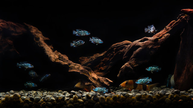 Cichlid Blue Dempsey in aquarium. This fish also carries the name:Electric Blue Jack Dempsey Cichlid, Electric Blue Dempsey, Neon Blue Dempsey