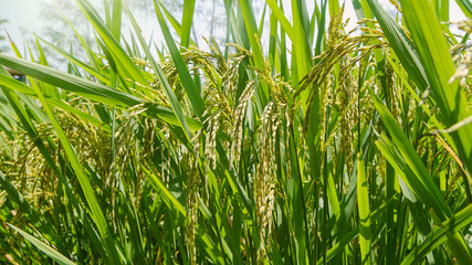 Fototapeta premium Rice Plants close-up detail of grains