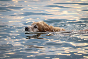 Golden retriever dog swimming