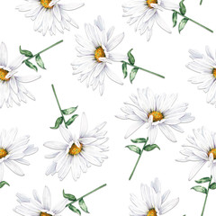 seamless pattern with white flowers daisies on a white background, close up