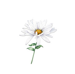 white chamomile flower illustration watercolor, close up