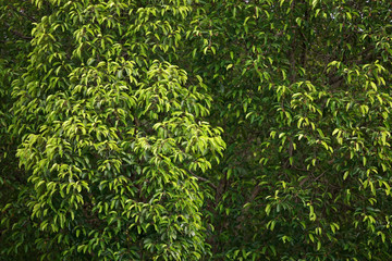 Leaves Tropical forest trees texture background wallpaper