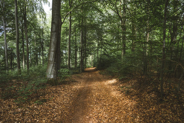 Römerstraße Pfälzerwald