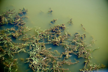 Elodea is a genus of 6 species of aquatic plants often called the waterweeds