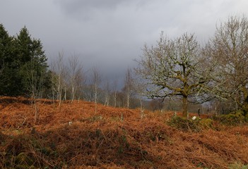 Obraz premium A country scene in winter's light near Dolgellau, Gwynedd, Wales, UK.