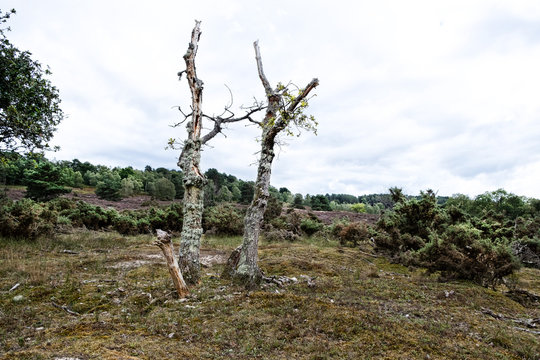 Old Burnt Tree With New Growth After Land Fire