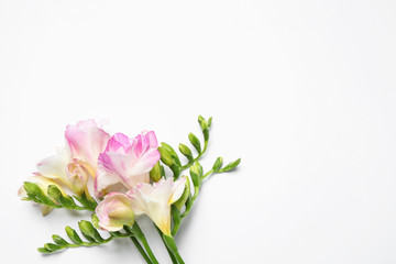 Beautiful blooming pink freesias on white background, top view. Space for text