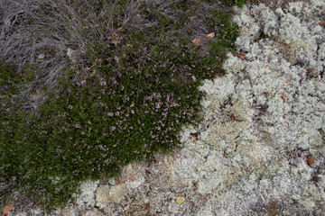 Fresh growth after a fire on land. Lichen Plant