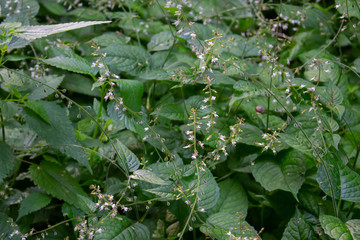 Enchanters nightshade, Circaea lutetiana or Grosses Hexenkraut