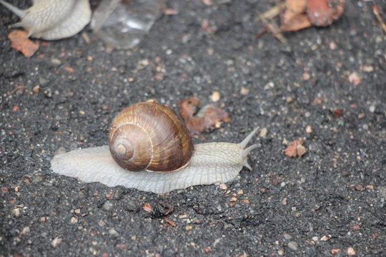 Snaile on the dirt-track in macro close-up blurred background